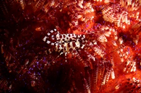 Komodo 2016 - Colemen shrimp - Crevette de Coleman - Periclimenes colemani - IMG_7386_rc